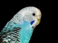 Papużka falista - barwa niebieska